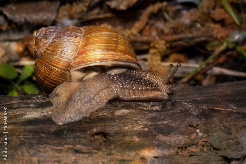 Creeping grape snail, close-up. Place for text. Creeping grape snail, close-up. Place for text.