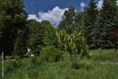 Bobovnik anagyroleaf. Green trees and blue sky with clouds in the park