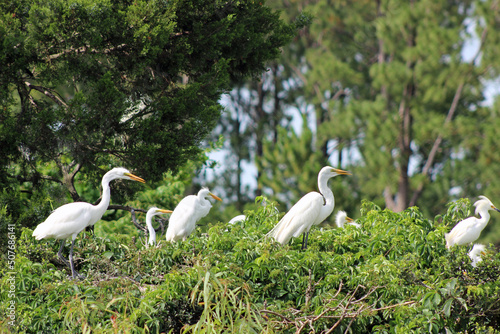 Tableau sur toile Great Herons and Snowy egrets roosting