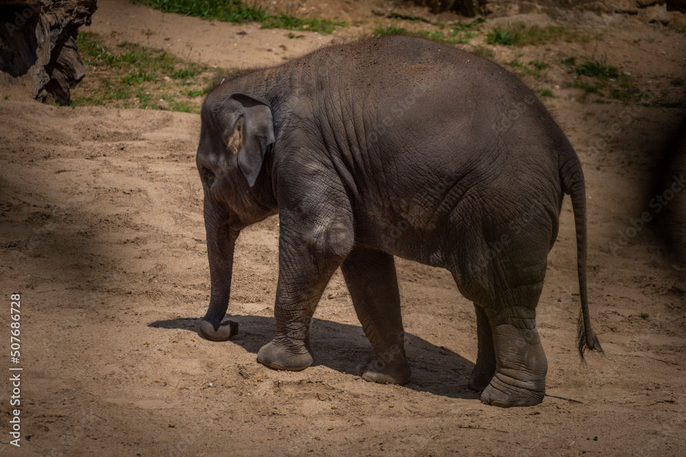 Fototapeta premium Baby elephant in spring sunny hot windy day on sand floor