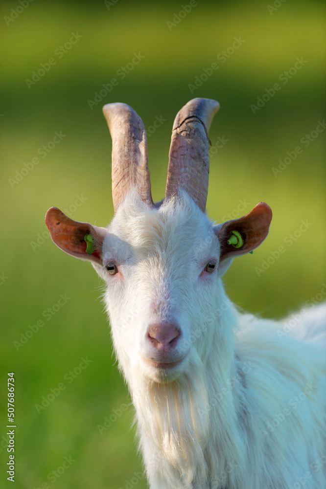 Head of white goat