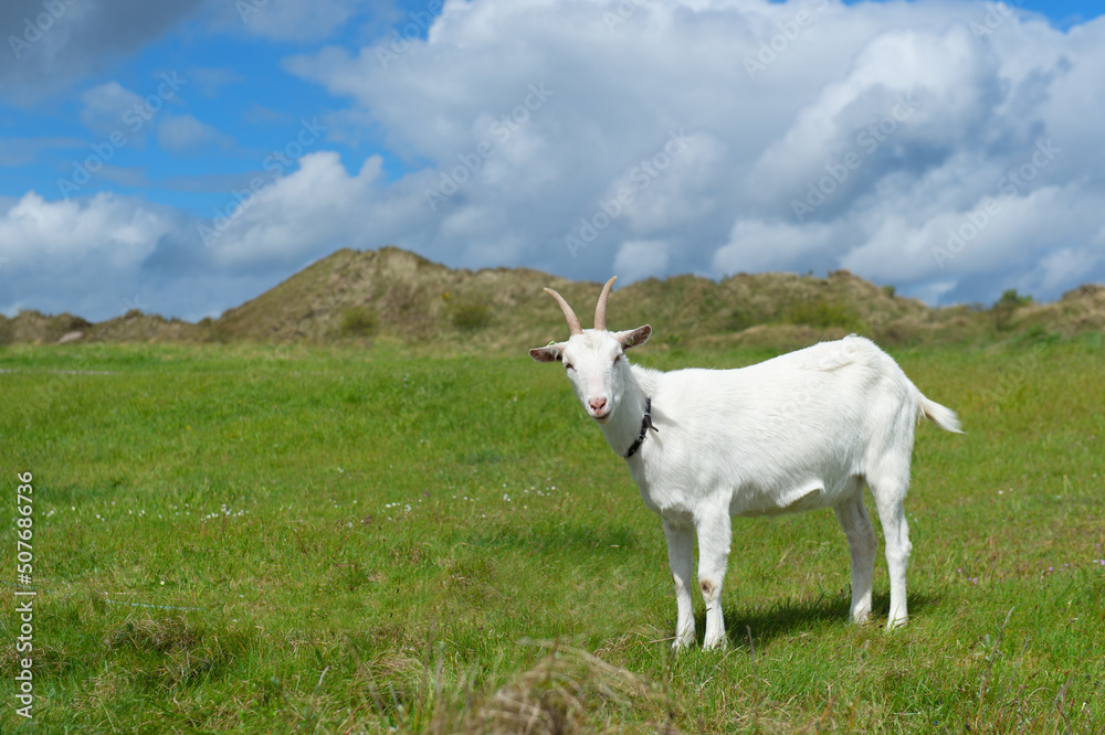 Fototapeta premium White goat at Dutch wadden island Terschelling