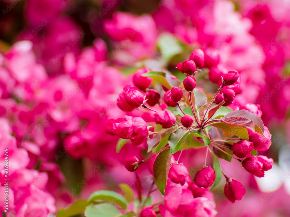 Obraz premium Flowering trees, nature and spring background. Pink flowers. Floral landscape, blurred