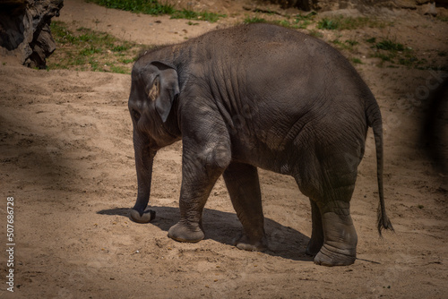 Baby elephant in spring sunny hot windy day on sand floor