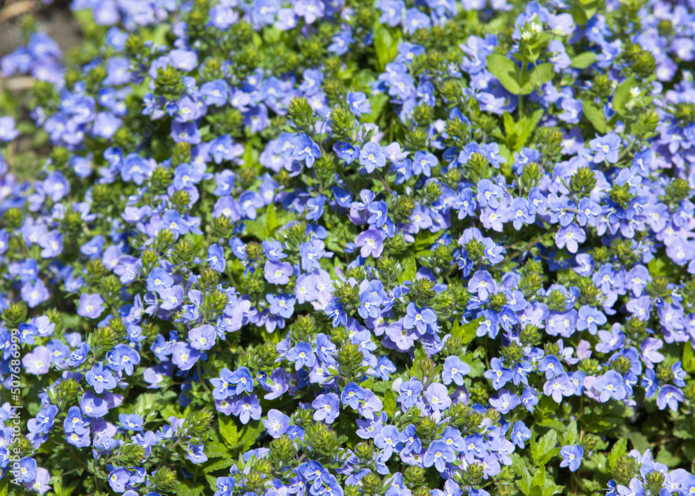 forget me not forget me not