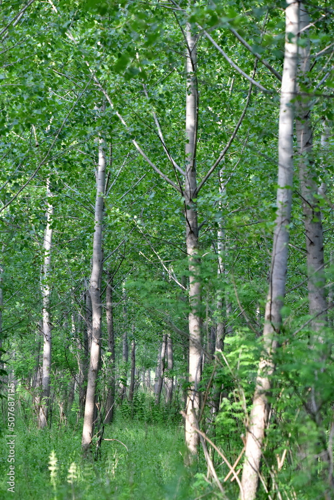 Obraz premium Foret at daylight in summer.