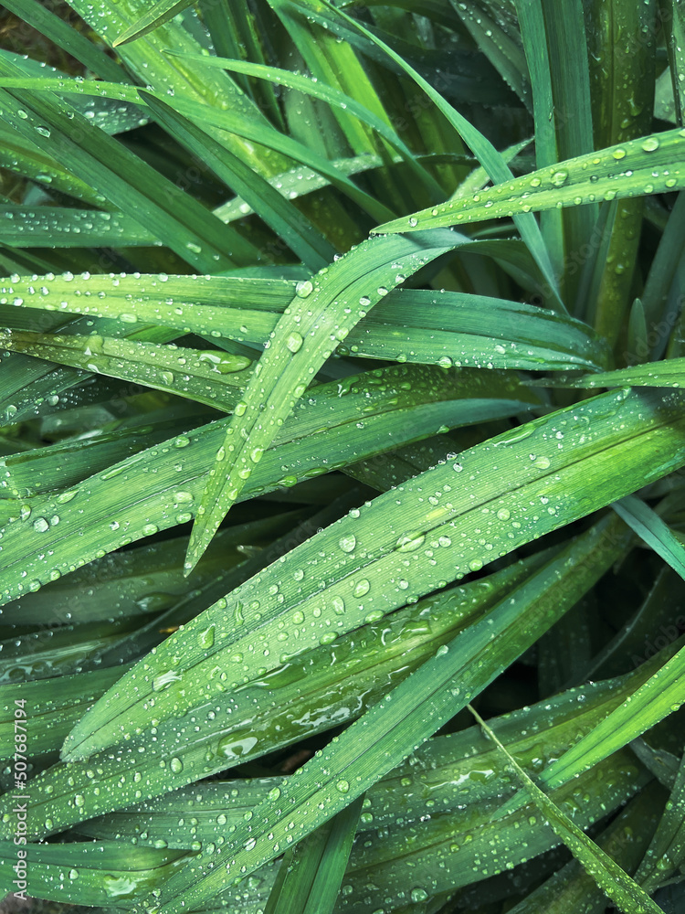 Natural green grass with rain drops background. Bright foliage making an ideal backdrop for organic products presentation. Environment conservation concept Natural green grass with rain drops background. Bright foliage making an ideal backdrop for organic products presentation. Environment conservation concept