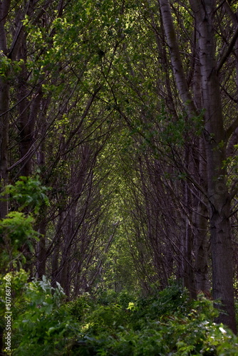 Thick forest with lot of vegetation.