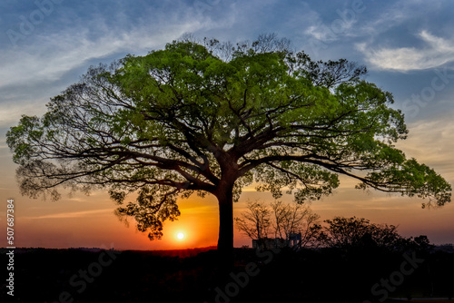 Enorme jequitibá na estrada Valinhos-Itatiba no momento do por do sol