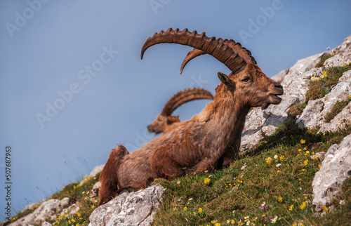 Alpine Ibex in the Julian Alps