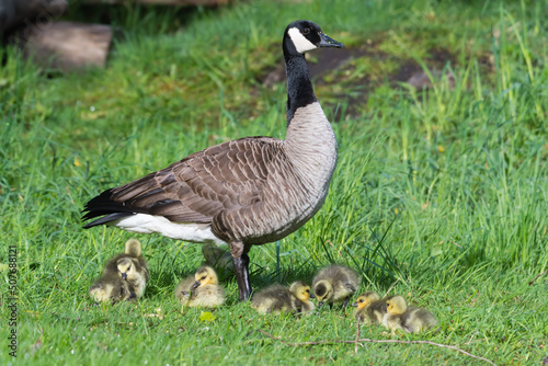 Canada Goose and Goslings, British Columbia, Canada photo