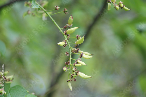 Pocket plum galls (Taphrina padi) on bird cherry (Prunus padus) plant