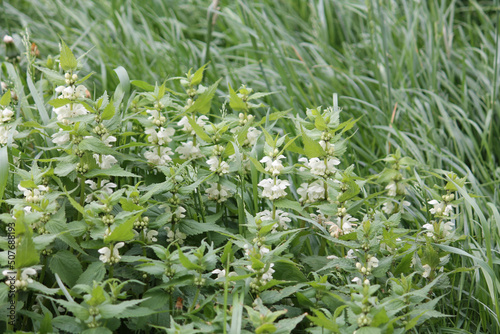 Flowering white dead-nettle  Lamium album  plant with white flowers and green foliage in garden