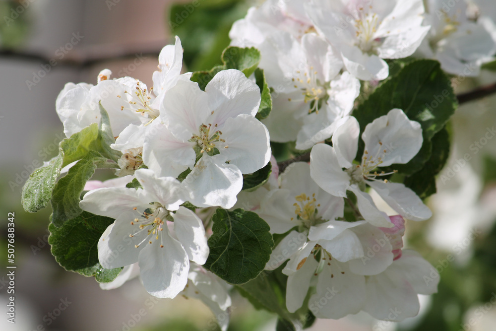 White apple tree flowers close-up in spring garden White apple tree flowers close-up in spring garden