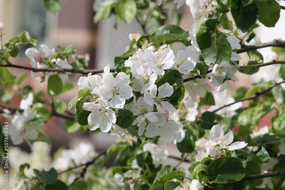 White apple tree flowers close-up in spring garden White apple tree flowers close-up in spring garden