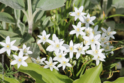 White flowers of star-of-Bethlehem (Ornithogalum umbellatum) plant close-up in garden photo