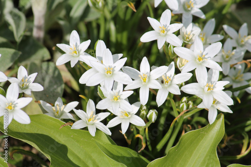 White flowers of star-of-Bethlehem (Ornithogalum umbellatum) plant close-up in garden photo