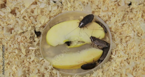 Huge brown cockroaches with big mustaches eat a piece of an apple and crawl on sawdust in an aquarium. Close-up, top view. Lots of pests, disgusting insects. High quality 4k footage