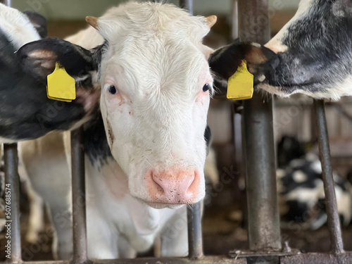 Close up from calfs in a stable