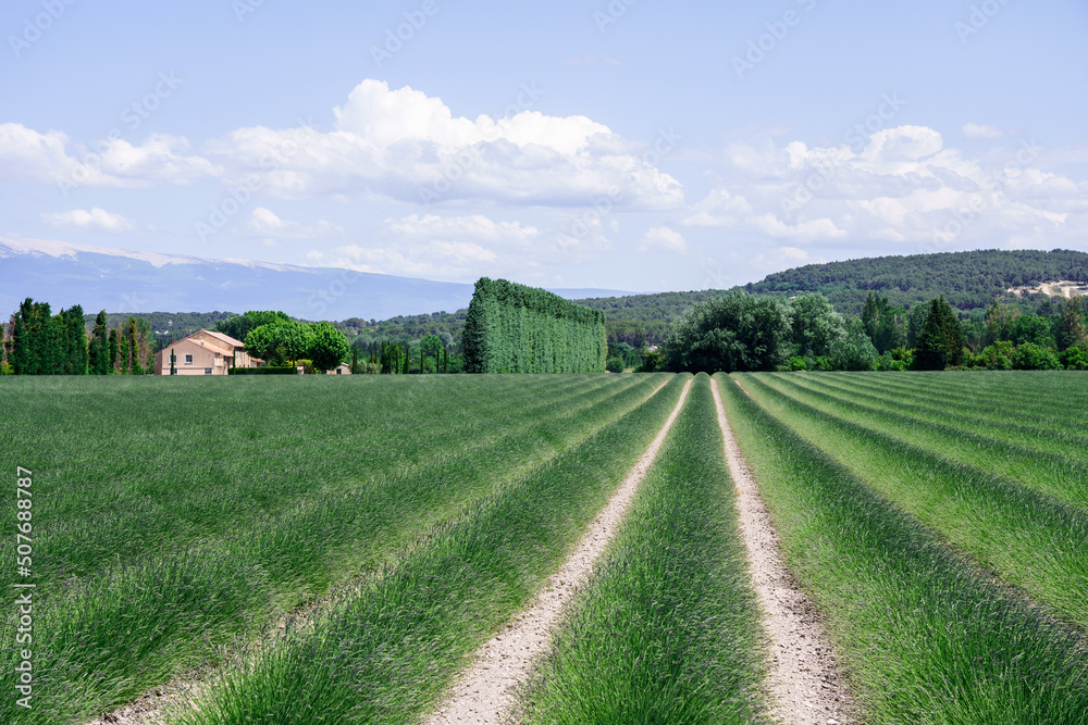 Champ de lavande au printemps, Provence, France, Mont Ventoux.
