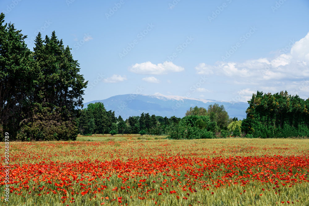 Champ de coquelicots en Provence en printemps. Le Mont Ventoux en arrières plan.