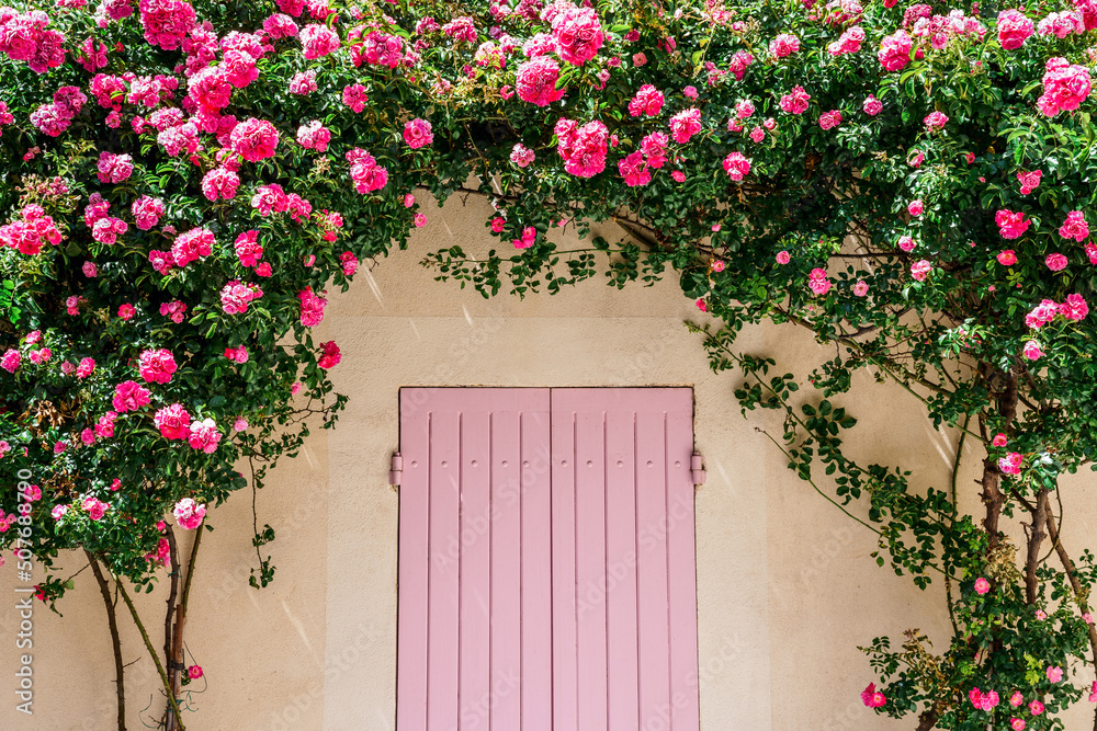 Façade d'une maison, fenêtre avec des volets roses, décoré par des rosiers en fleurs.