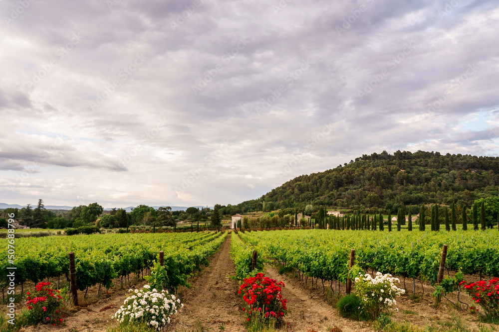 Paysage avec des vignobles en Provence, France au printemps, ciel nuageux. Rosiers en fleurs à coté des vignes.. 