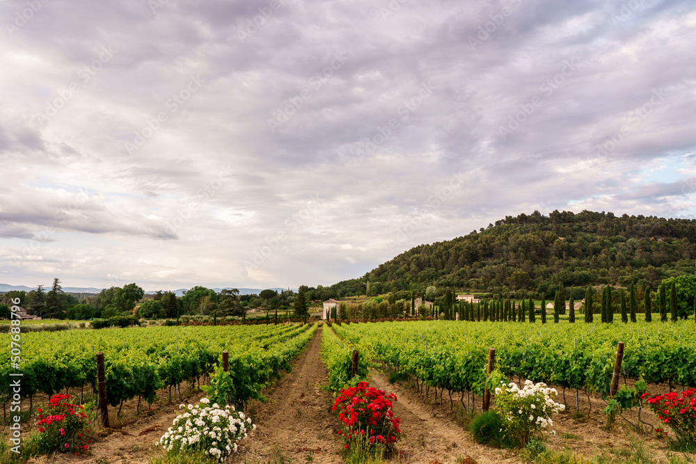 Paysage avec des vignobles en Provence, France au printemps, ciel nuageux. Rosiers en fleurs à coté des vignes..