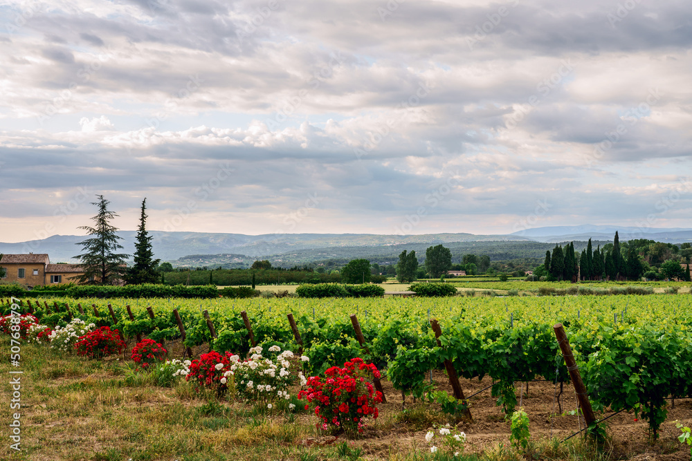 Paysage avec des vignobles en Provence, France au printemps, ciel nuageux. Rosiers en fleurs à coté des vignes..