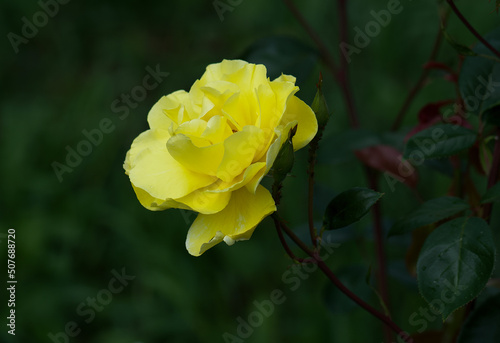 yellow rose in the garden