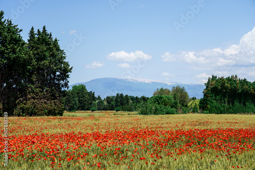 Champ de coquelicots en Provence en printemps. Le Mont Ventoux en arrières plan.  © Marina