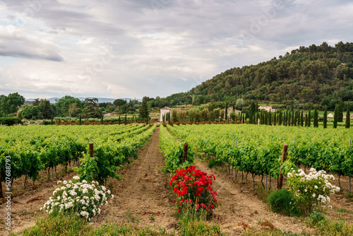 Obraz na płótnie Paysage avec des vignobles en Provence, France au printemps, ciel nuageux. Rosiers en fleurs à coté des vignes.. w salonie