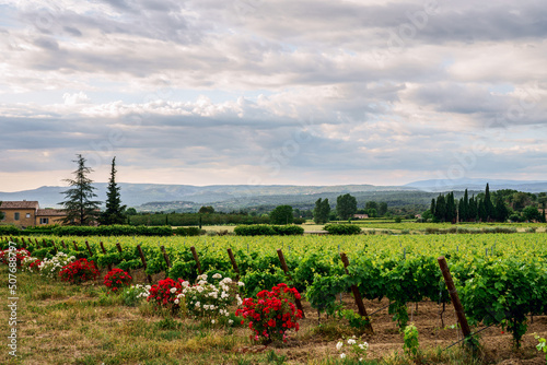 Obraz na płótnie Paysage avec des vignobles en Provence, France au printemps, ciel nuageux. Rosiers en fleurs à coté des vignes.. w salonie