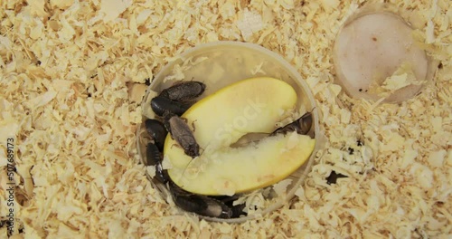 Huge brown cockroaches with big mustaches eat a piece of an apple and crawl on sawdust in an aquarium. Close-up, top view. Lots of pests, disgusting insects. High quality 4k footage