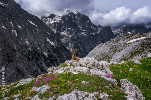 Alpine Ibex in the Julian Alps