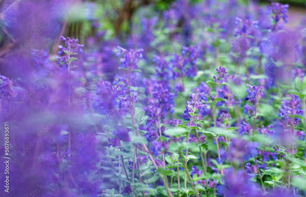 Naklejka premium lavender field in region