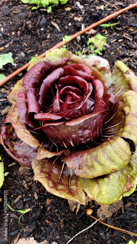 Plant For Salad That Looks Like a Rose In Shape