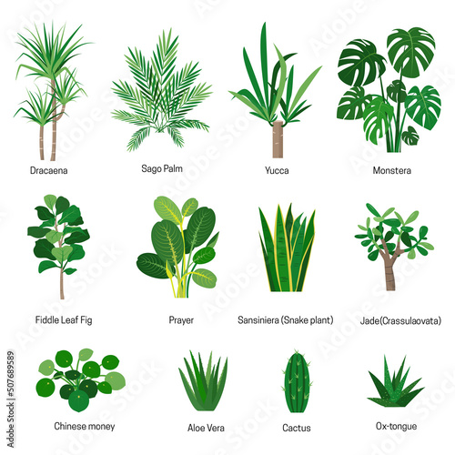 Set of house plants or flowers with names. Home garden or greenhouse design. Flat or cartoon icons vector illustration isolated on white background.