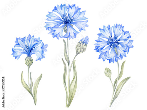 Blue cornflower flowers, stems with leaves. Set wildflowers mountain centaurea knapweed  isolated on white background. Hand drawn painting watercolor botanical illustration photo