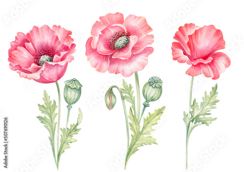 Red poppy flowers and buds . Perfect for summer or romantic design poster  greeting cards or invitations. Wildflowers hand drawn watercolor illustration isolated on white background