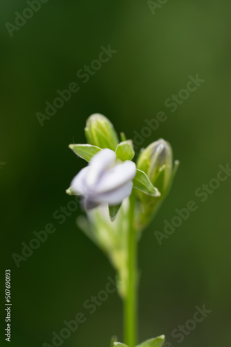 weiße Blüte - Blütenknospen