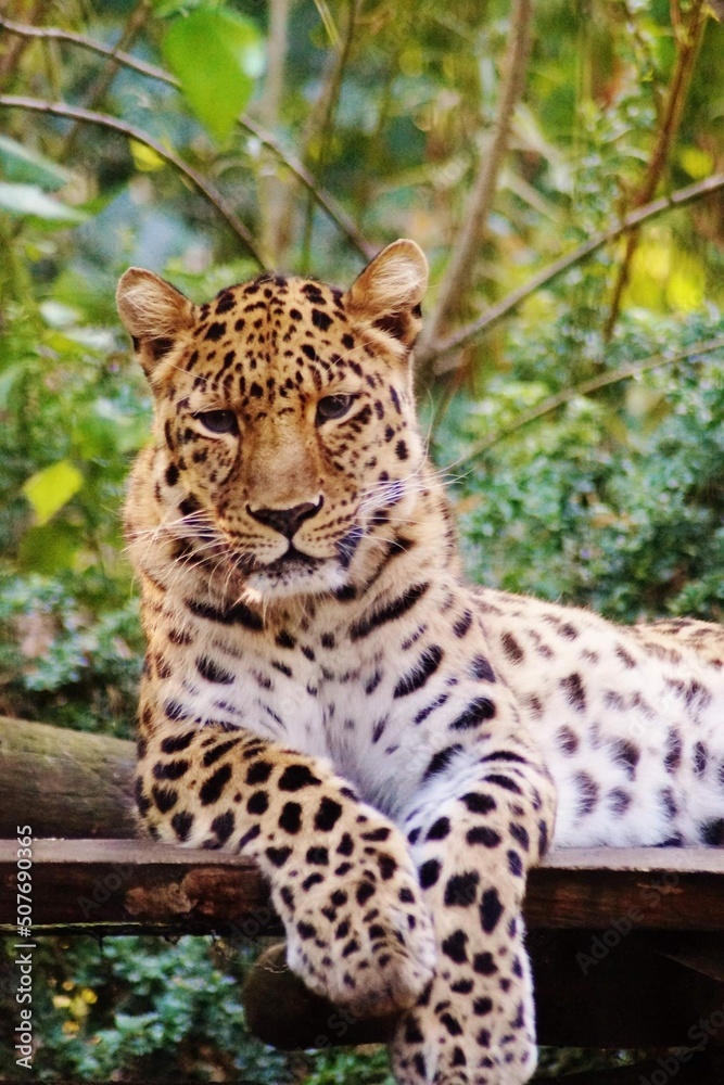 Obraz premium leopard in the zoo
