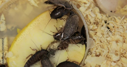 Huge brown cockroaches with big mustaches eat a piece of an apple and crawl on sawdust in an aquarium. Close-up, top view. Lots of pests, disgusting insects. High quality 4k footage