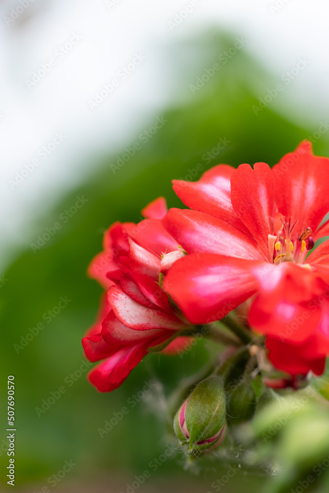 rote Blüte - Blütenknospen