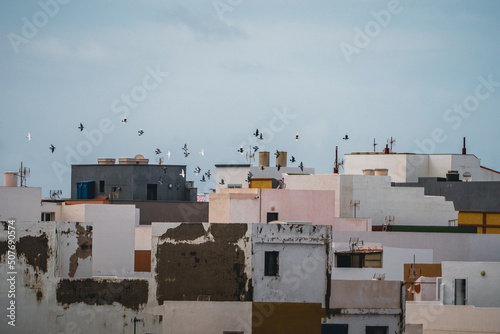 Flock of birds flying above La Caleta de Interian, Tenerife, Canary Islands, Spain photo