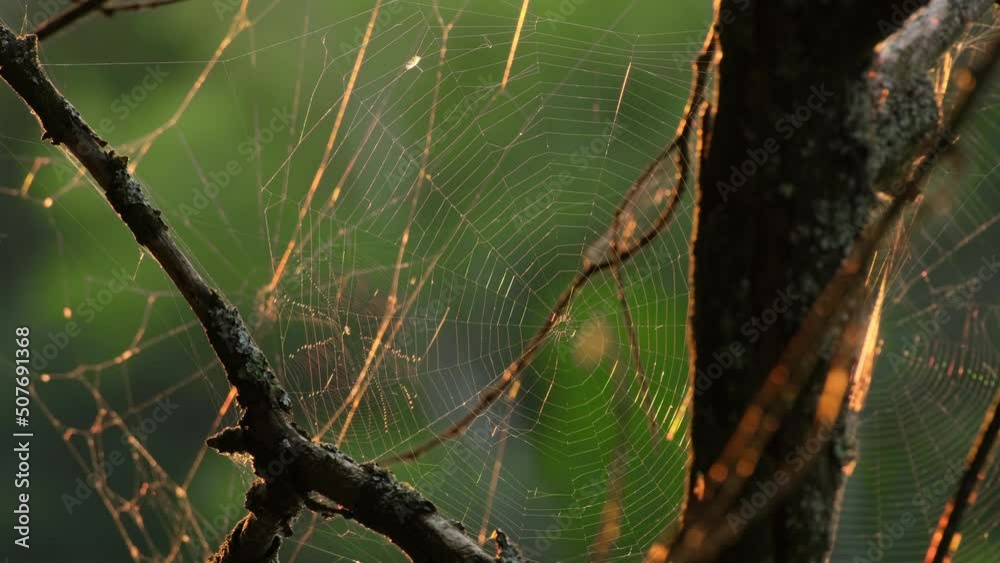 Nature wildlife background. Spiderweb swaying in wind in evening on sunset in the forest, green background. Spider building a web in forest. Spider weaves web on a tree in summer Close-up slow motion Nature wildlife background. Spiderweb swaying in wind in evening on sunset in the forest, green background. Spider building a web in forest. Spider weaves web on a tree in summer Close-up slow motion