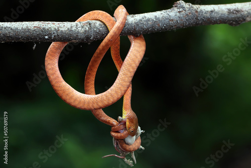 Juvenile Red boiga snake hanging on a branch eating a rodent, Indonesia photo
