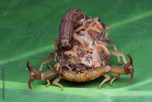 Hottentotta scorpion with scorplings on her back, Indonesia photo