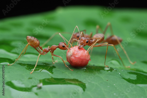 Three weaver ants on a wet leaf eating a berry, Indonesia photo