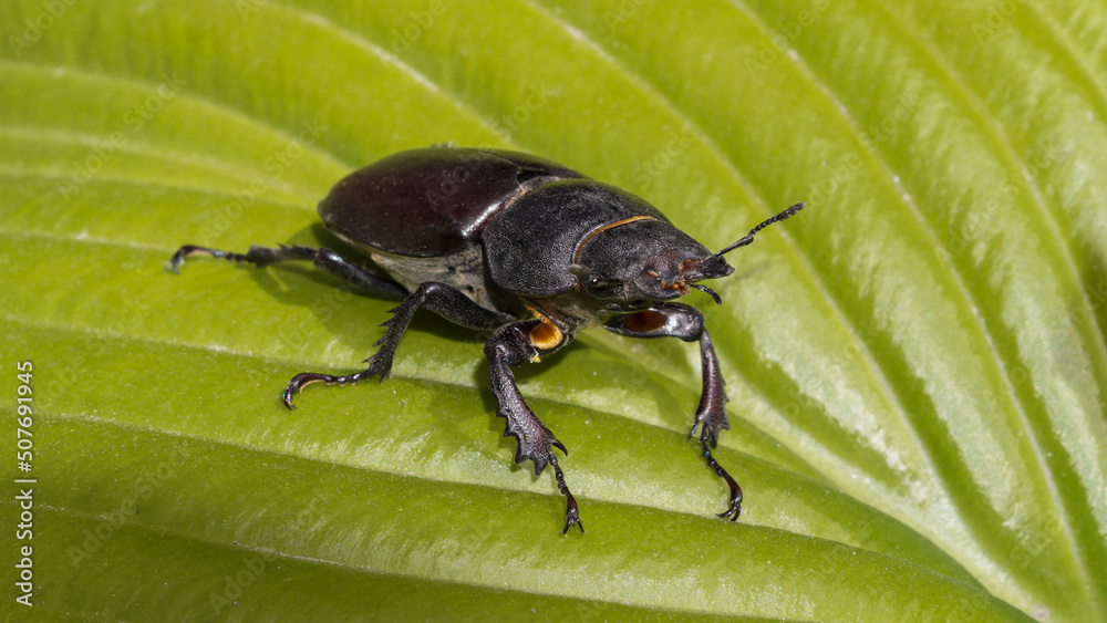 big black beetle on a green leaf big black beetle on a green leaf